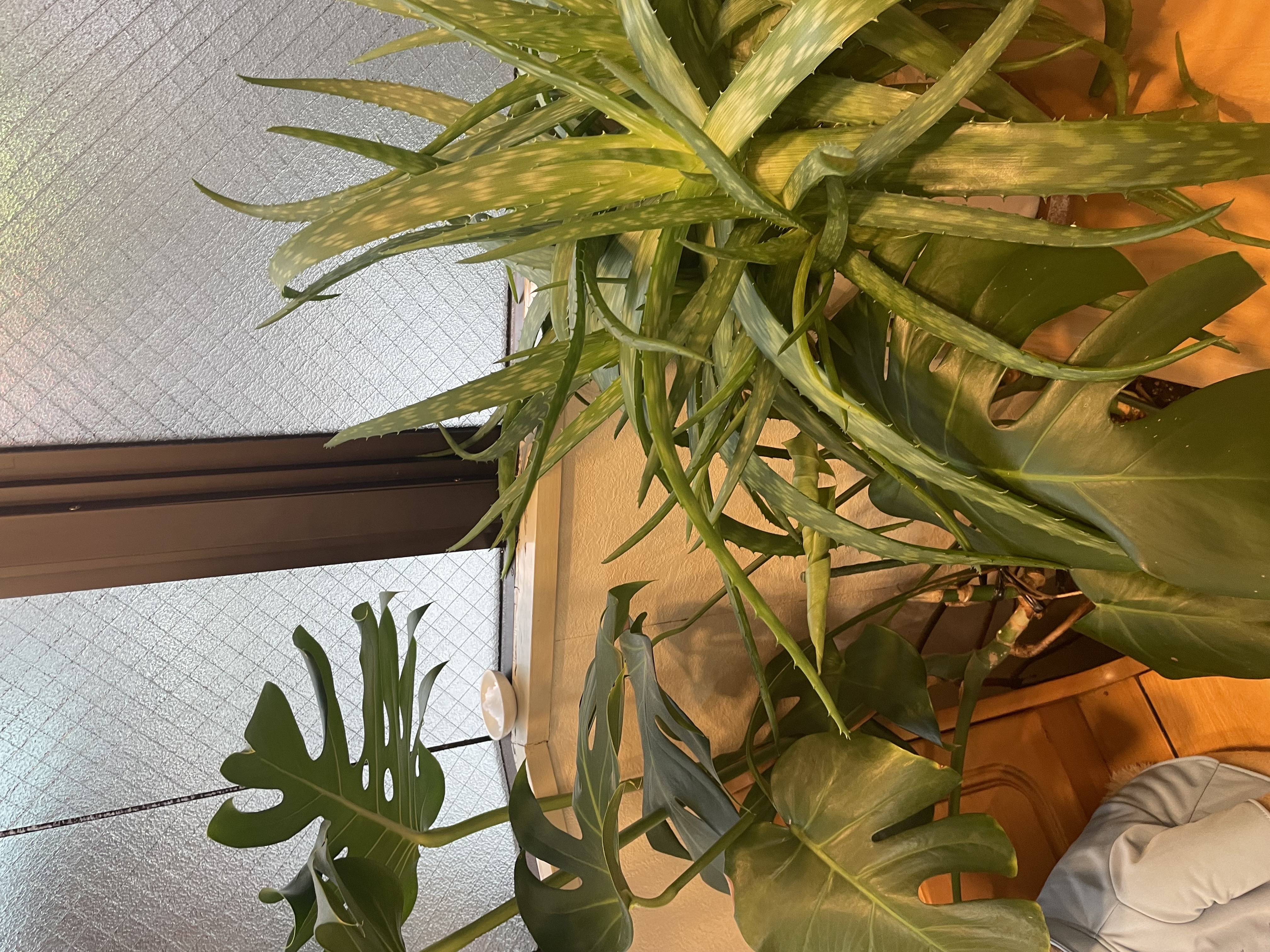 大河原理容店 店内の植物（モンステラ）