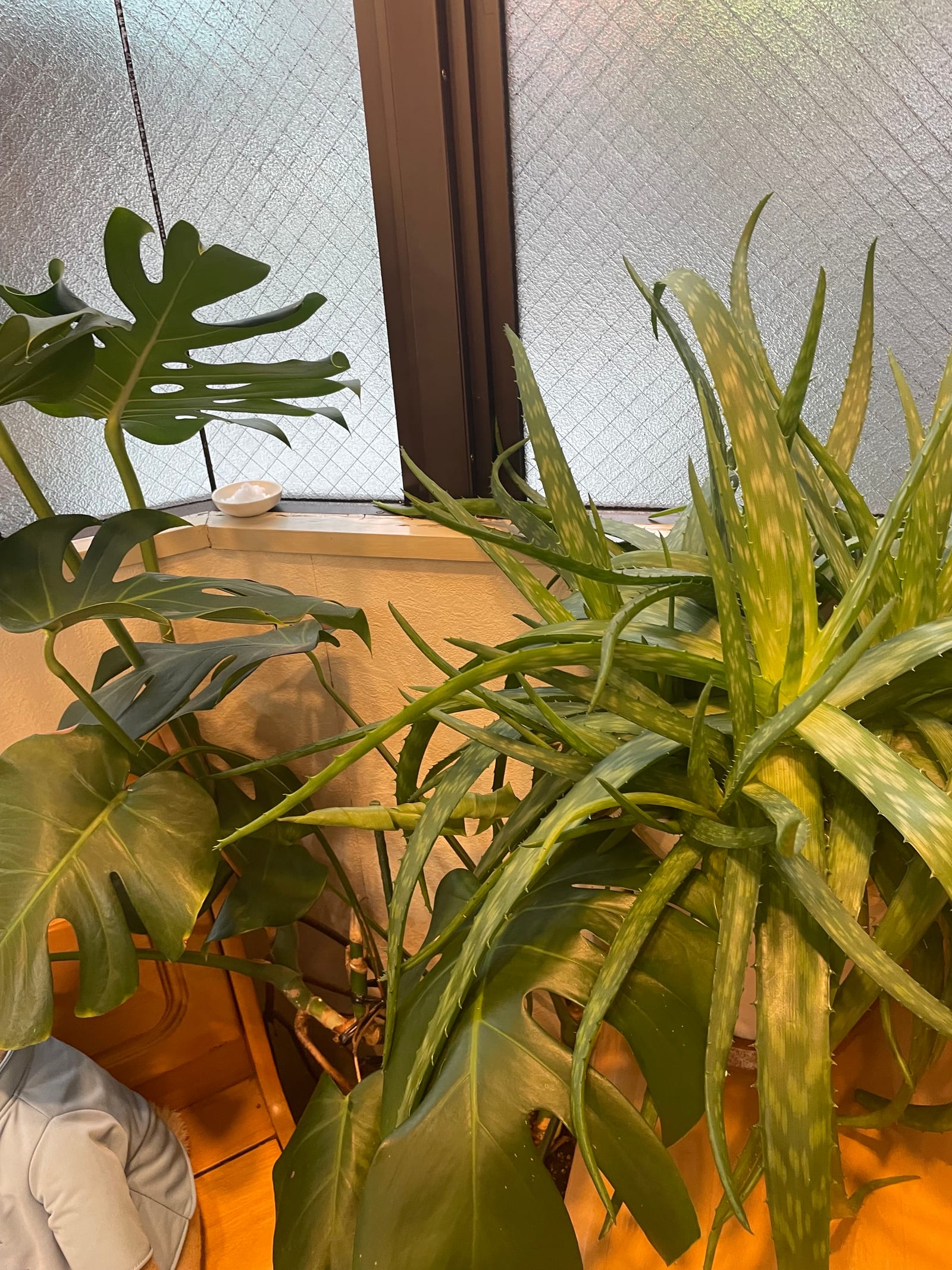 大河原理容店 店内の植物（モンステラ）
